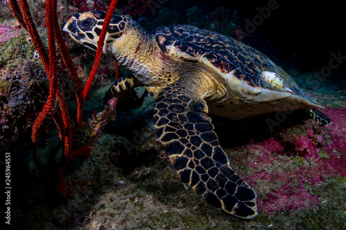 Hawksbill Sea Turtle (Eretmochelys imbricata) on a tropical coral reef at night