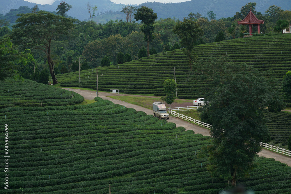 Tea plantations in northern Thailand, Chiang Rai