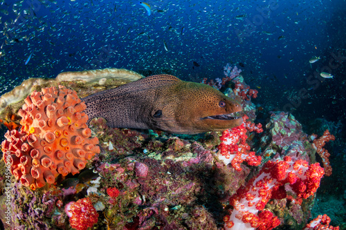 Fototapeta Naklejka Na Ścianę i Meble -  Giant Moray Eel (Gymnothorax javanicus) in a hole in a tropical coral reef (Richelieu Rock)