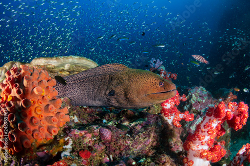 Giant Moray Eel  Gymnothorax javanicus  in a hole in a tropical coral reef  Richelieu Rock 