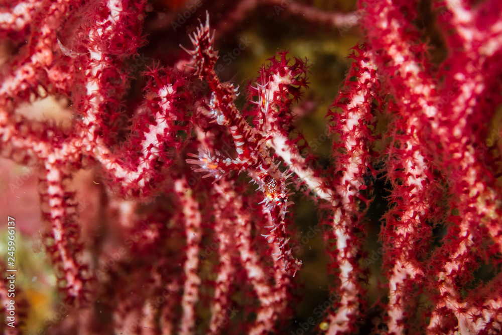 Delicate Ghost Pipefish hiding in soft corals on a tropical reef in Thailand