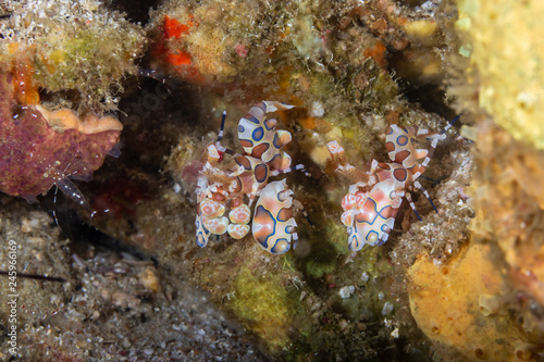 A pair of Harlequin Shrimp  Hymenocera picta  hidden on a tropical coral reef in Asia