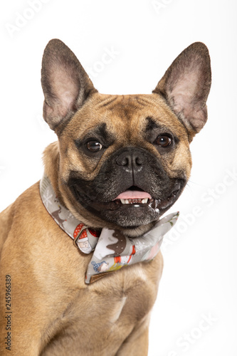 frenchie portrait