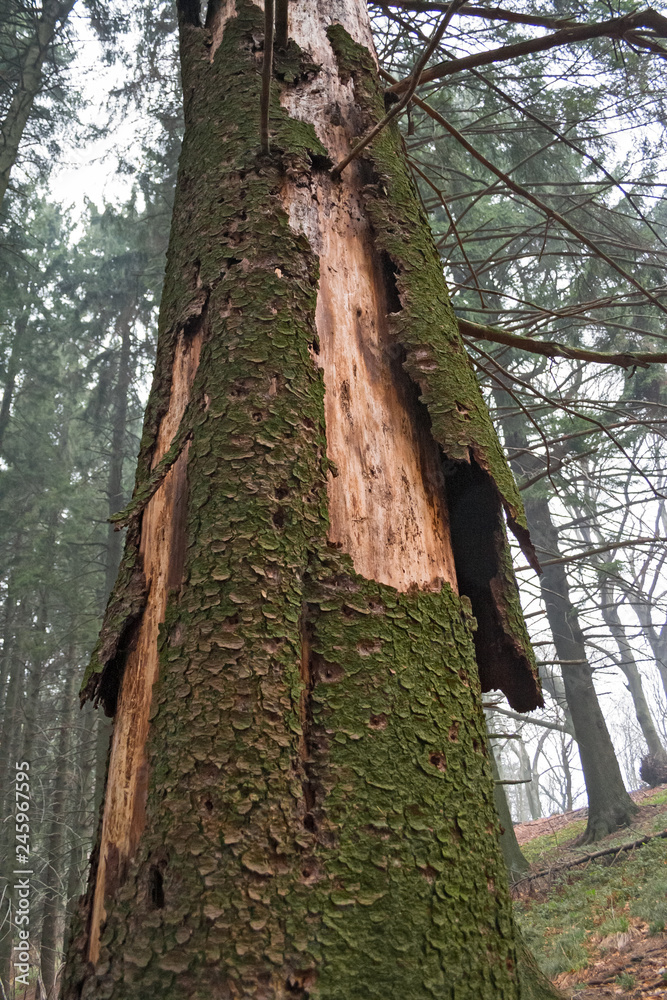 Trunk of dead fir in the forest, for an attack by parasites.