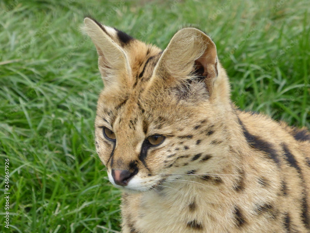 Serval