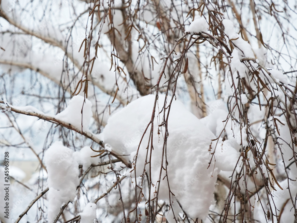 Obraz premium Świeży śnieg na gałęziach drzew z brzozy srebrnej, suszone bazie są nadal na gałęziach, pokarm dla ptaków