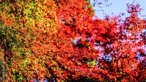 Autumn leaves
