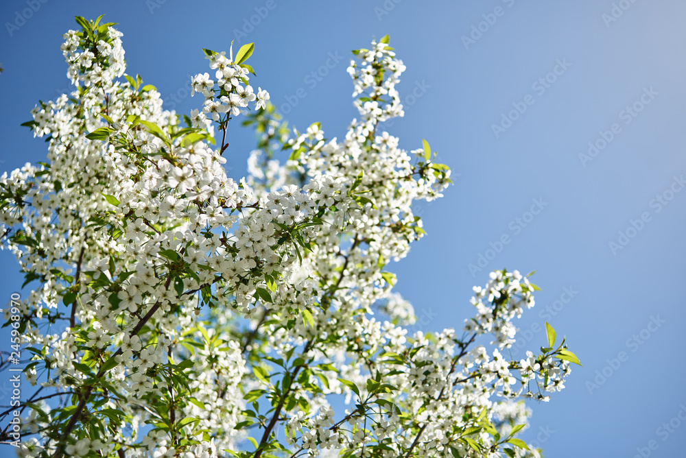 Branches of spring blossoming tree on blue sky background, copy space. Cherry tree with beautiful white flowers. Nature and springtime background, free space Branches of spring blossoming tree on blue sky background, copy space. Cherry tree with beautiful white flowers. Nature and springtime background, free space