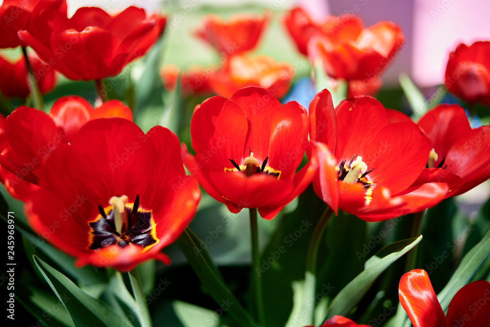 Group of colorful red tulips in garden, copy space. Spring nature background. Easter Group of colorful red tulips in garden, copy space. Spring nature background. Easter