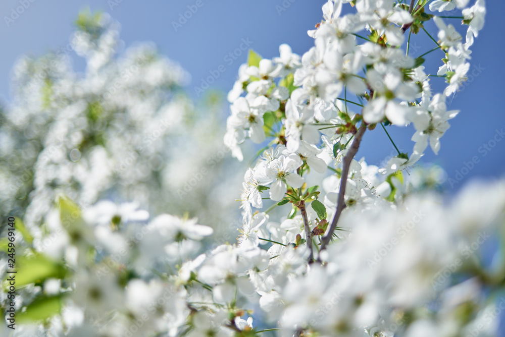 Branches of spring blossoming tree on blue sky background, copy space. Cherry tree with beautiful white flowers. Nature and springtime background, free space Branches of spring blossoming tree on blue sky background, copy space. Cherry tree with beautiful white flowers. Nature and springtime background, free space