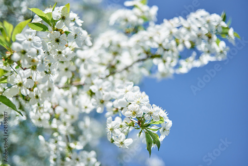 Branches of spring blossoming tree on blue sky background, copy space. Cherry tree with beautiful white flowers. Nature and springtime background, free space