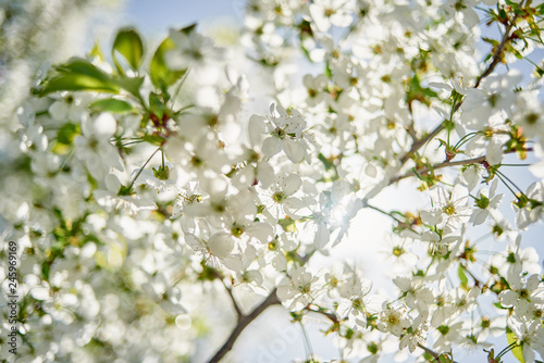 Branches of spring blossoming tree, copy space. Apple tree with beautiful white flowers. Nature and springtime background, free space
