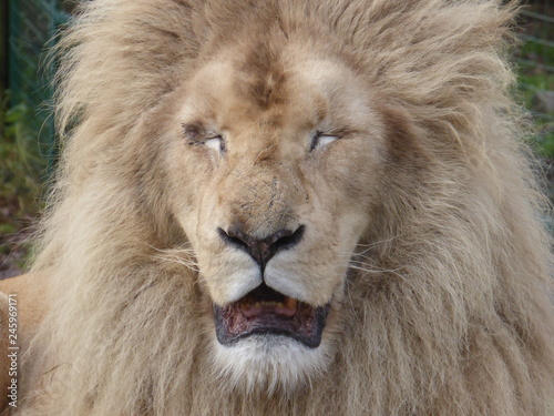 Fototapeta Naklejka Na Ścianę i Meble -  White  lion