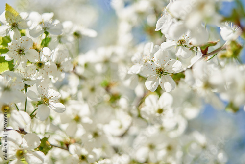 Branches of spring blossoming tree, copy space. Apple tree with beautiful white flowers. Nature and springtime background, free space