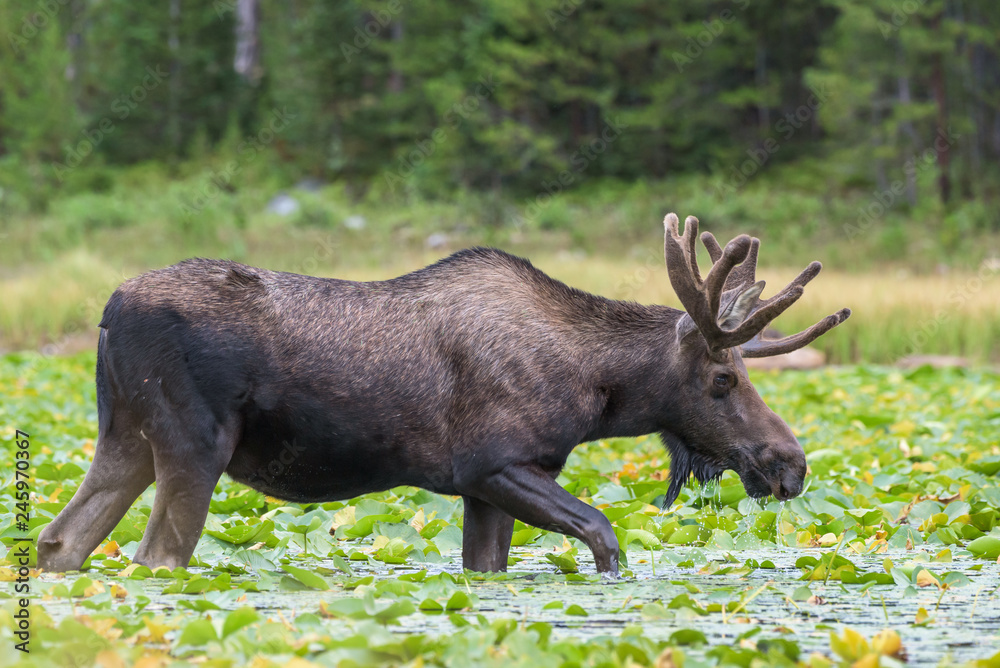 Shiras Moose of The Colorado Rocky Mountains Shiras Moose of The Colorado Rocky Mountains