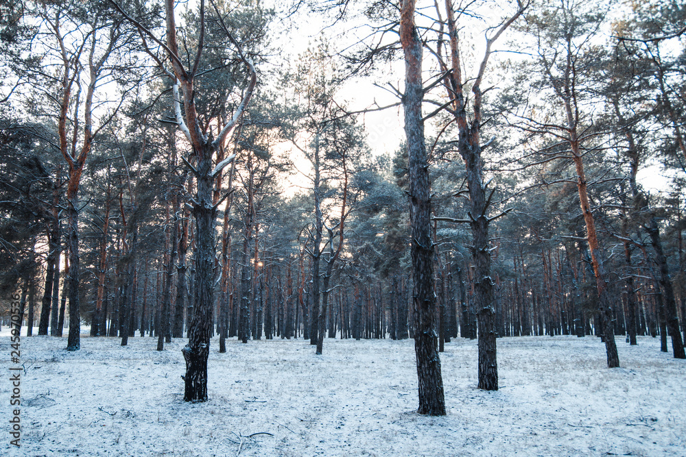 Panorama of winter forest with trees