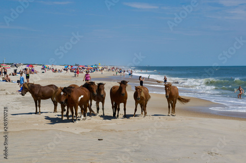 American life   A sandy beach and a group of wild horses napping.