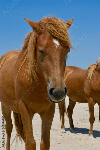 American life / A sandy beach and a group of wild horses napping.