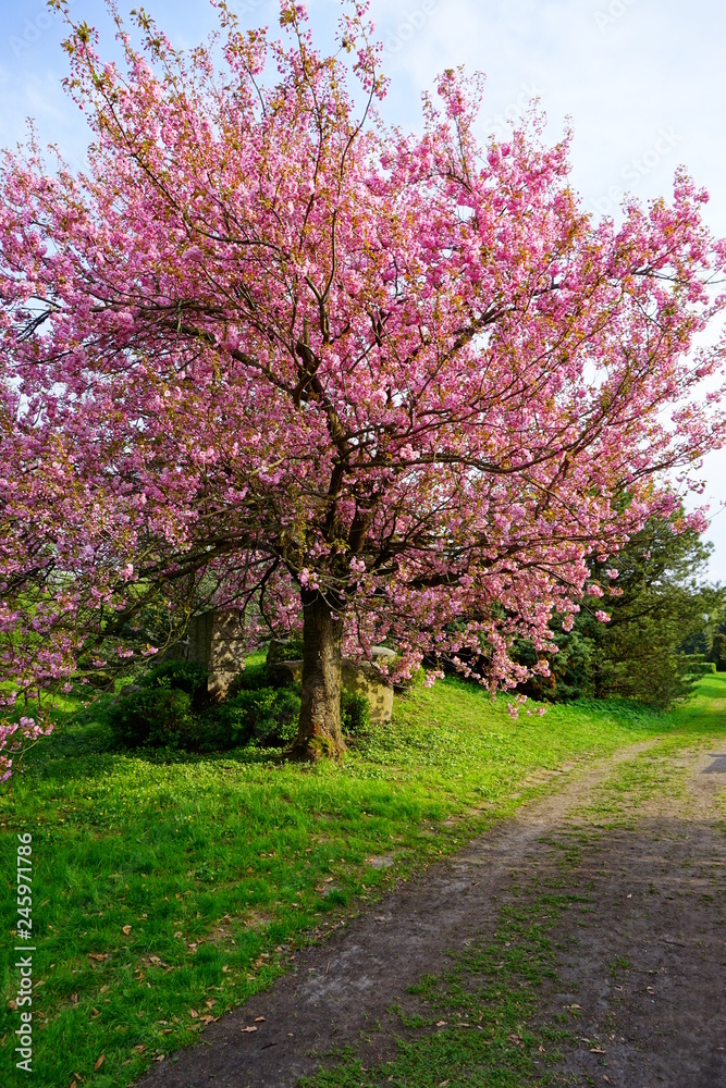 Pink flowering tree over nature background . Spring tree . Spring Background.
