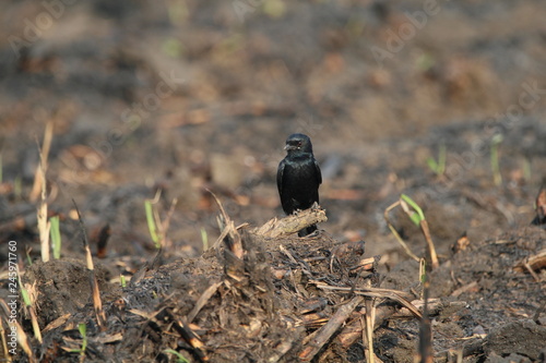 blackbird on a branch