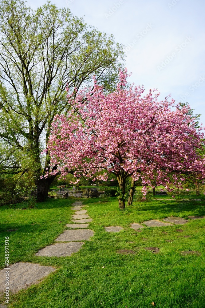 Pink flowering tree over nature background . Spring tree . Spring Background.
