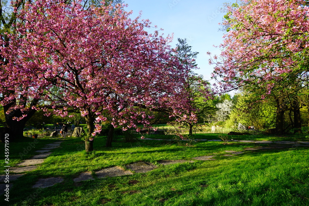 Pink flowering tree over nature background . Spring tree . Spring Background.
Pink flowering tree over nature background . Spring tree . Spring Background.