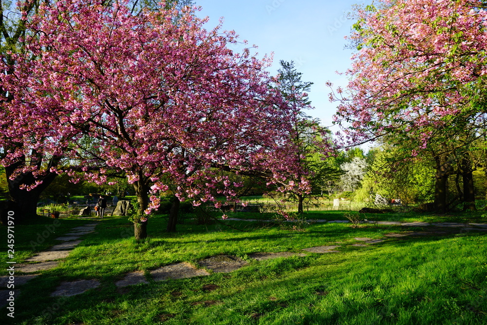 Pink flowering tree over nature background . Spring tree . Spring Background.
