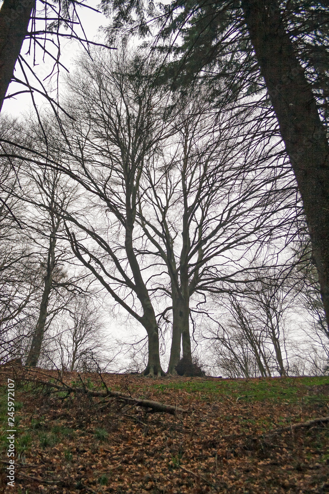 View of a forest in the bare winter clothes View of a forest in the bare winter clothes
