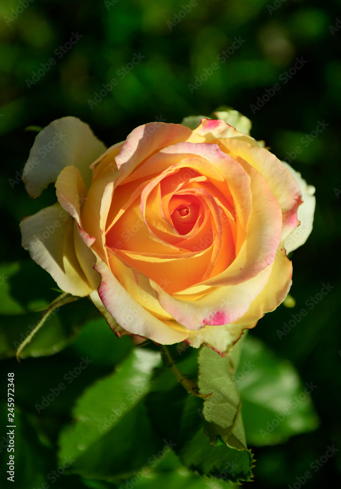 yellow petals of rose flowers in sunlight on black background yellow petals of rose flowers in sunlight on black background
