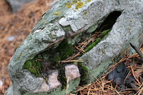 Мох на камне в лесу 1