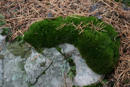 Мох на камне 2