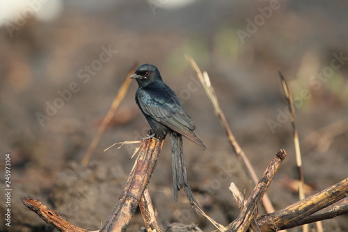 Bird on the stem 