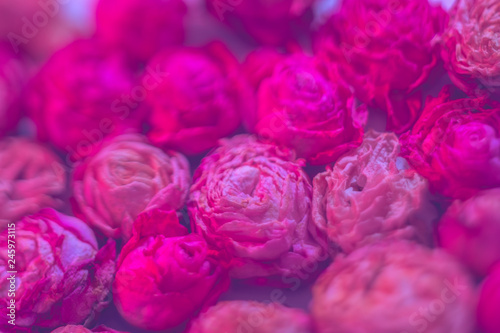 Flower pattern design. Dark pink roses background. Selective focus.