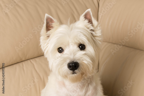 West highland white Terrier sits on a leather sofa. Close up