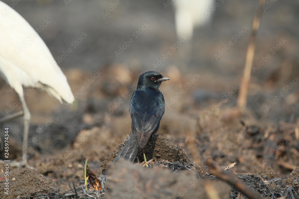 Obraz premium bird on a branch