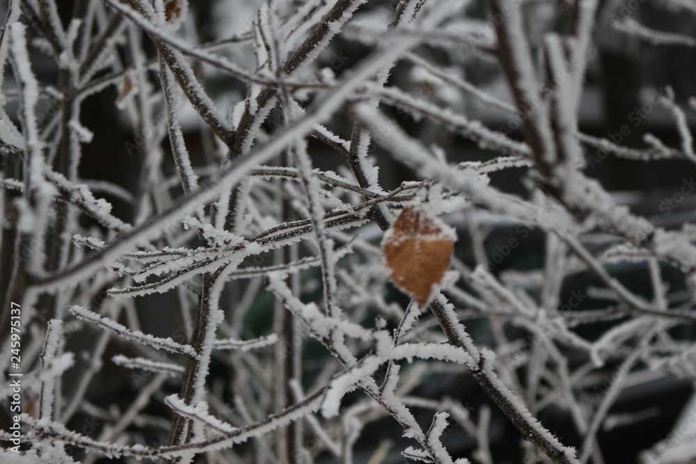 Frost lies on the branches of bushes and on the leaves Frost lies on the branches of bushes and on the leaves