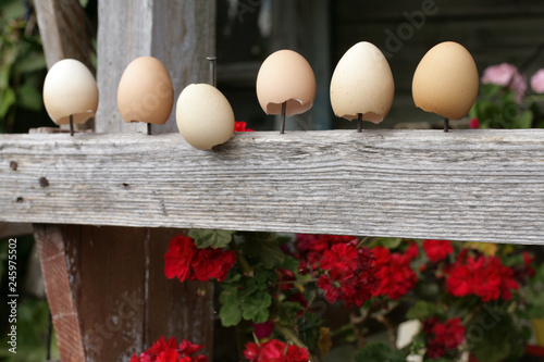 скорлупа на гвоздиках