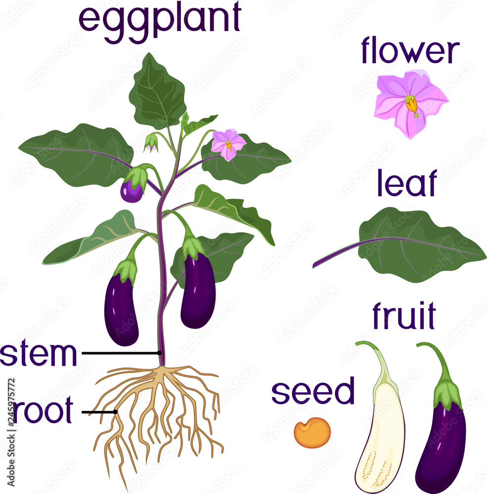 Parts of plant. Morphology of eggplant with fruits, green leaves, roots