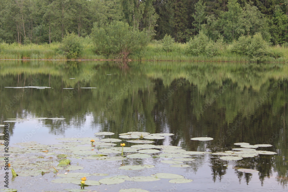 lake in forest lake in forest