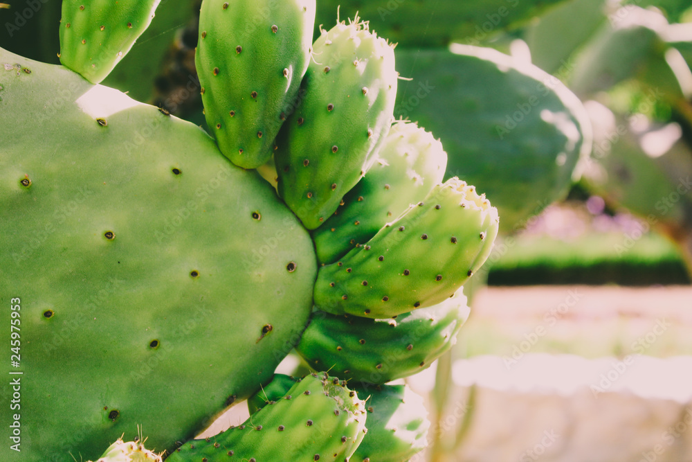Close up of a prickly pear cactus plant Close up of a prickly pear cactus plant