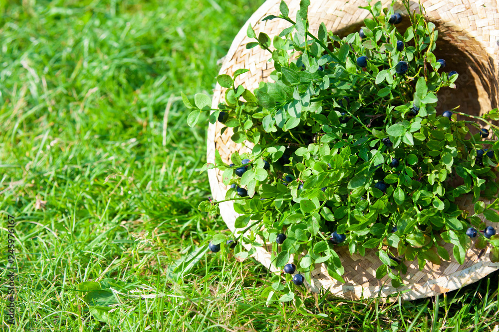 Blueberries and summer braided hat on grass Blueberries and summer braided hat on grass