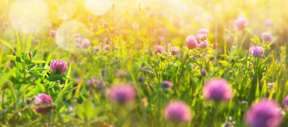 Natural background with clover in the sunlight. Morning landscape with clover in the dew
