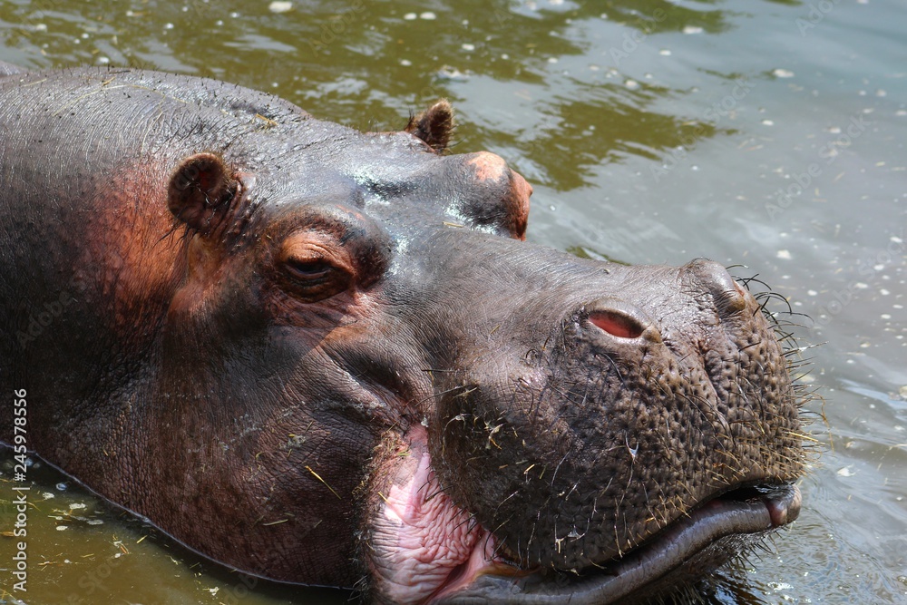 hippopotame dans l'eau dans son enclos hippopotame dans l'eau dans son enclos