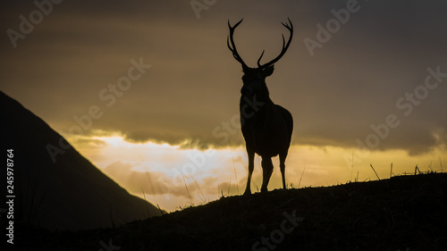 Male stag silhouetted against a sunset sky