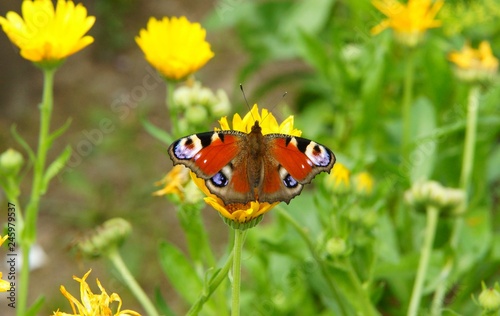 Butterfly on a flower