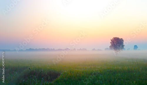 Landscape meadow with tree dramatic sky fog and beautiful autumn morning