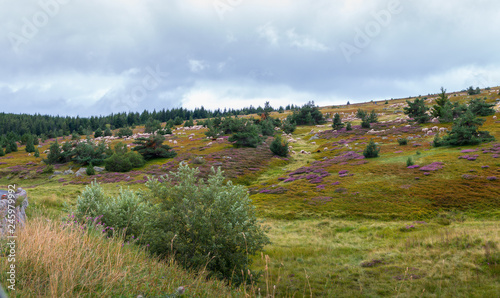 Brebis sur le Mont Lozère,Occitanie. photo