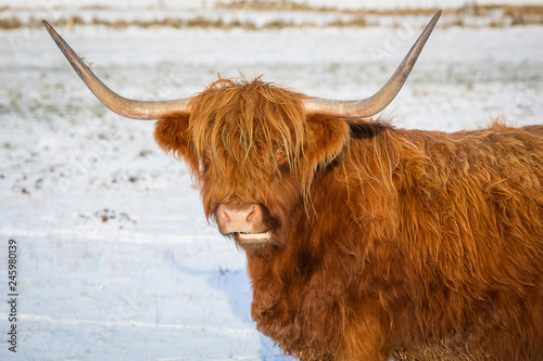 Scottish highland cow, close up head and shoulders, looking at the camera