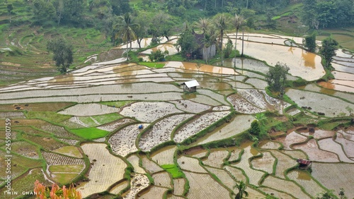 Paddy Field