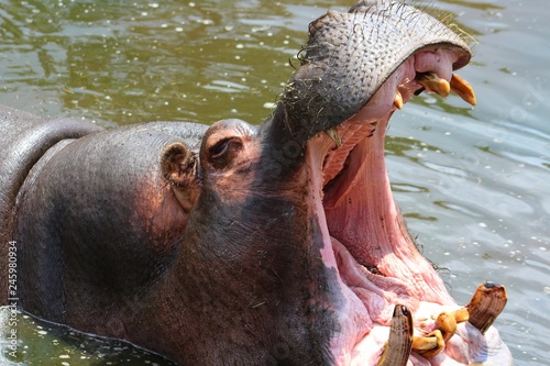 intérieur de la gueule d'un hippopotame © sylviane